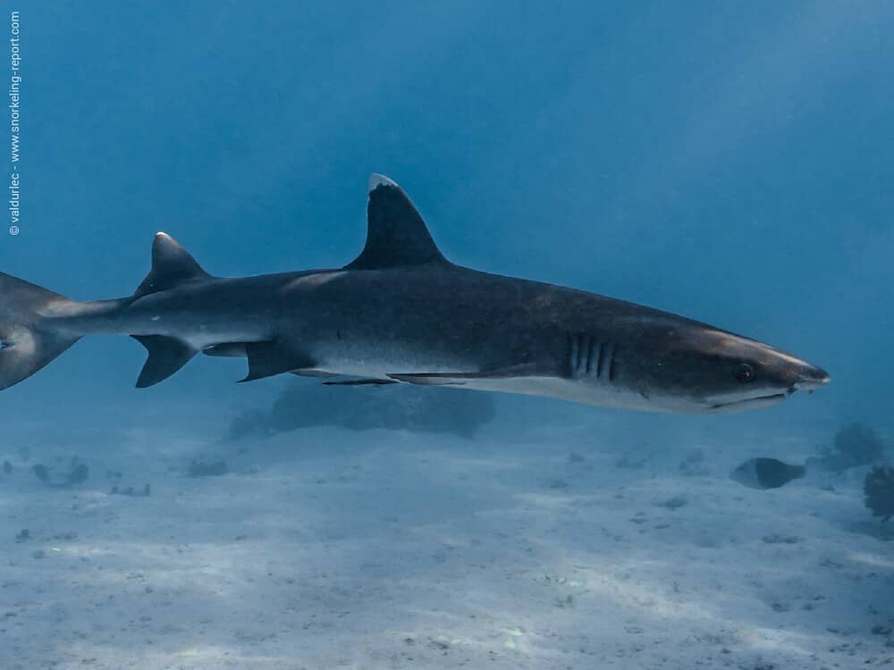 Abundant Marine Life Encounters