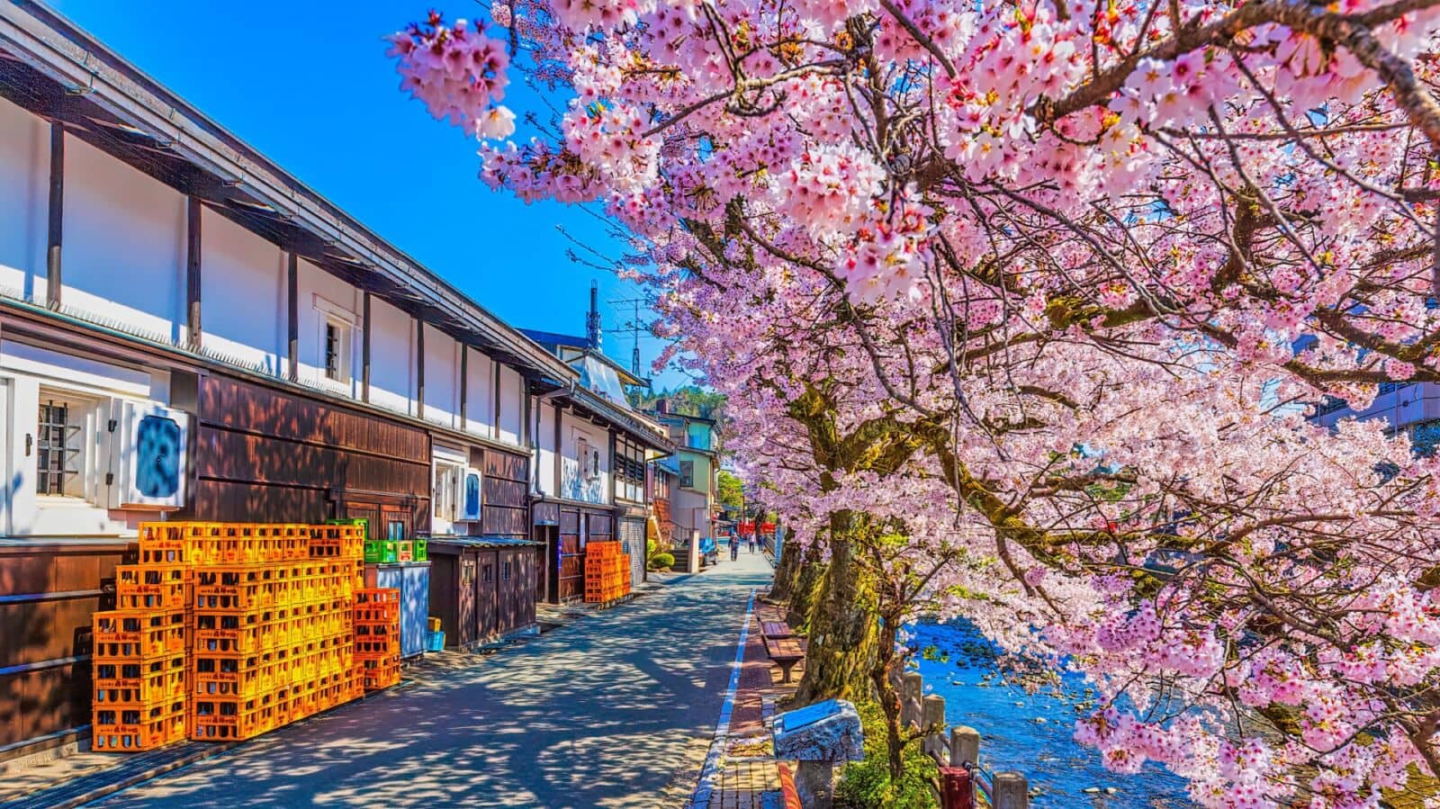 Cherry Blossom Spectacle
