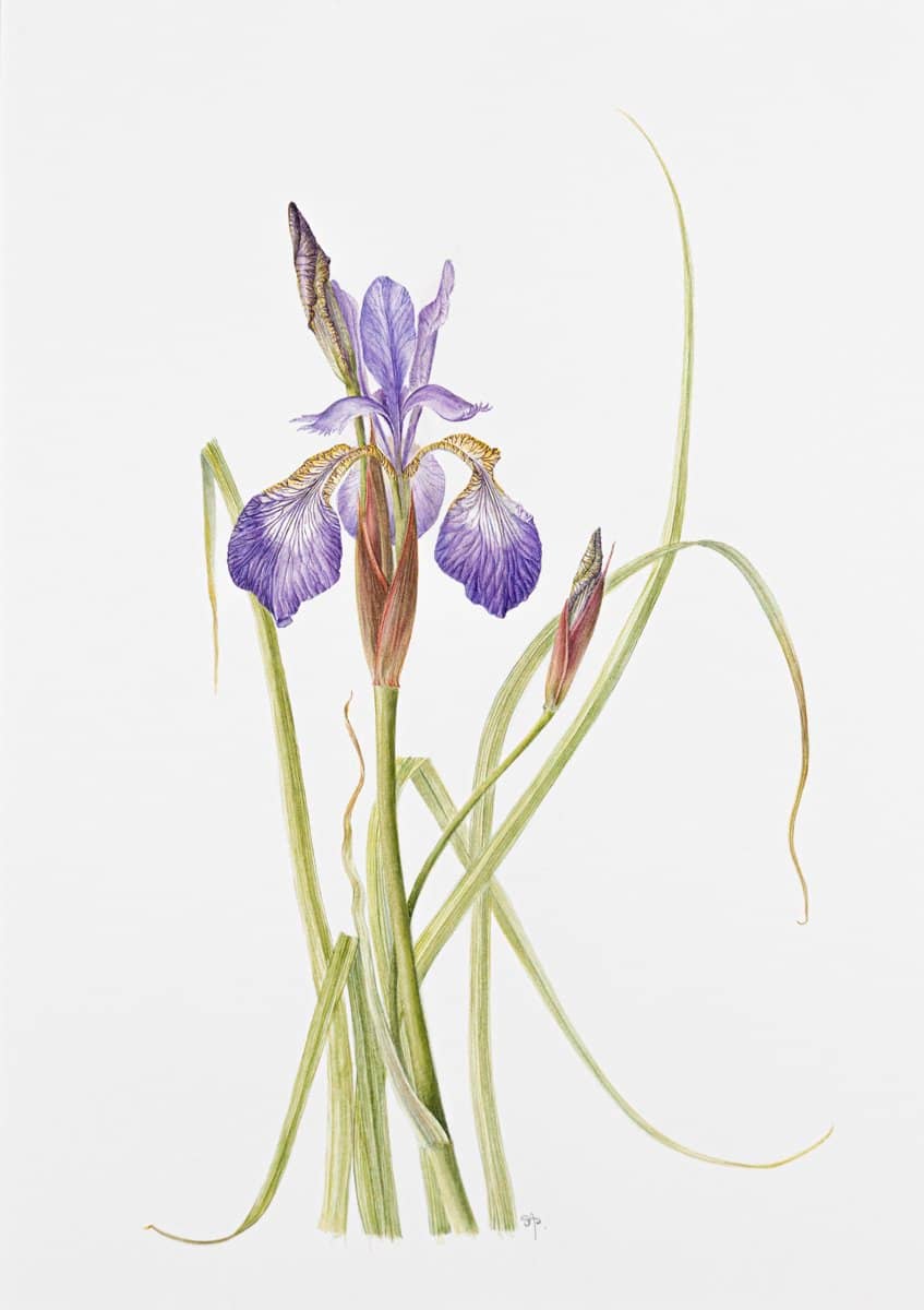 Botanical Drawing Classes