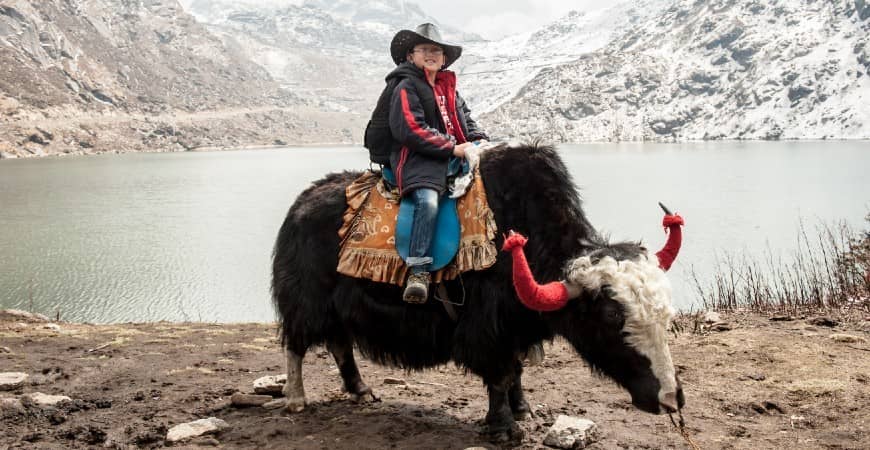 Yak Rides