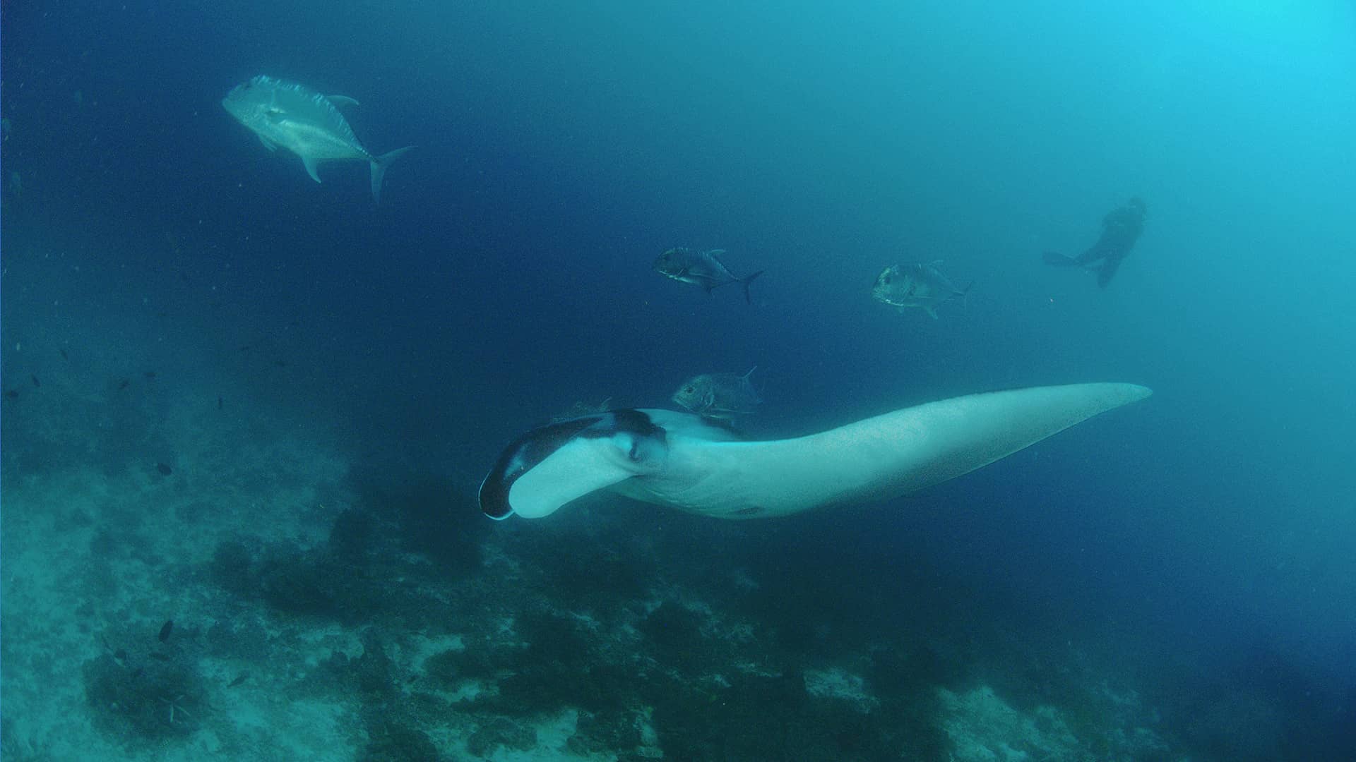 Underwater Wonders