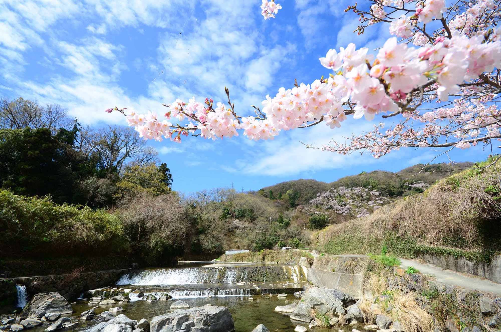 Spring Cherry Blossoms