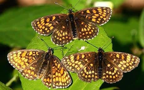 Heath Fritillary Butterfly