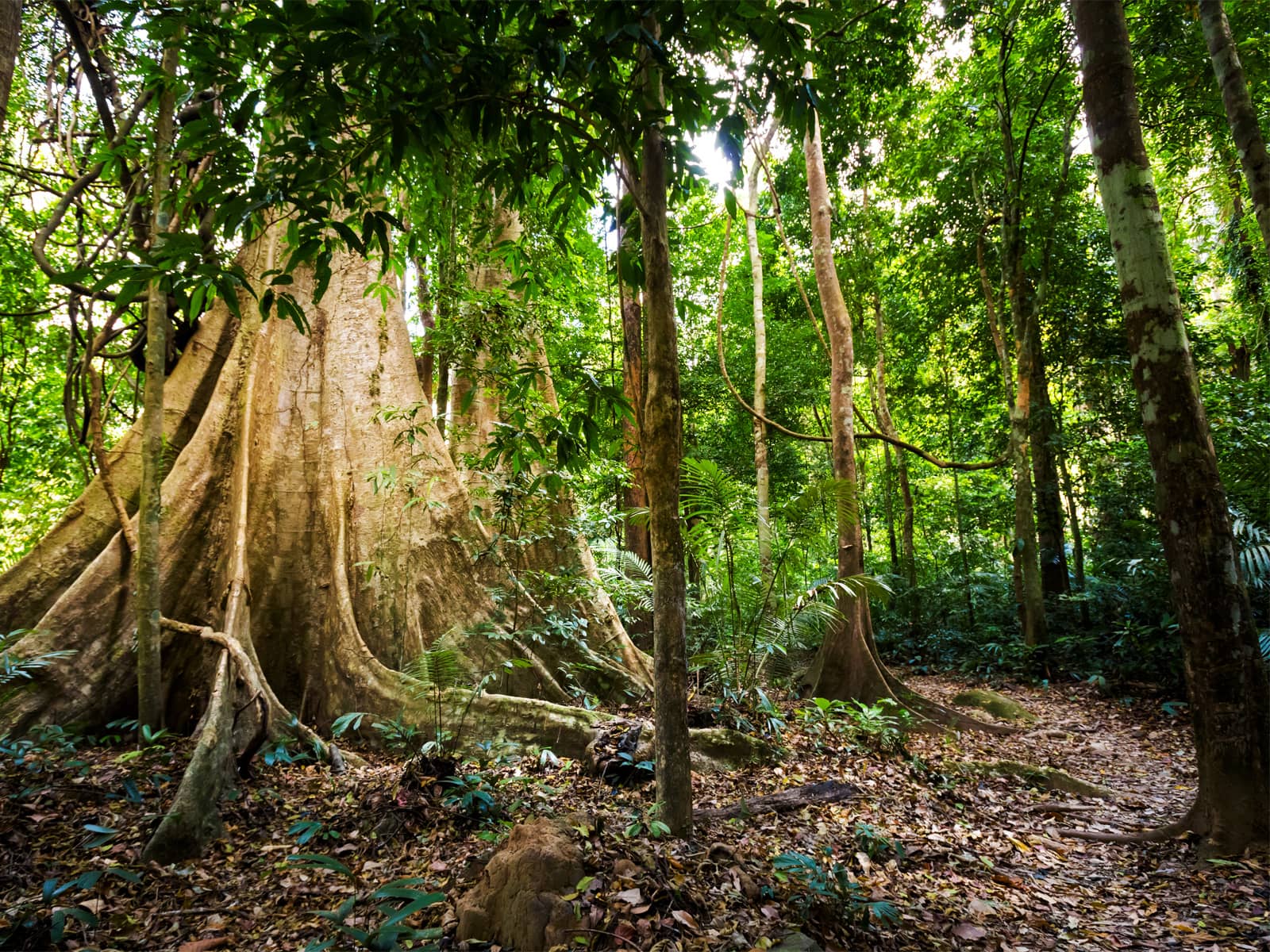 Peaceful Nature Trails