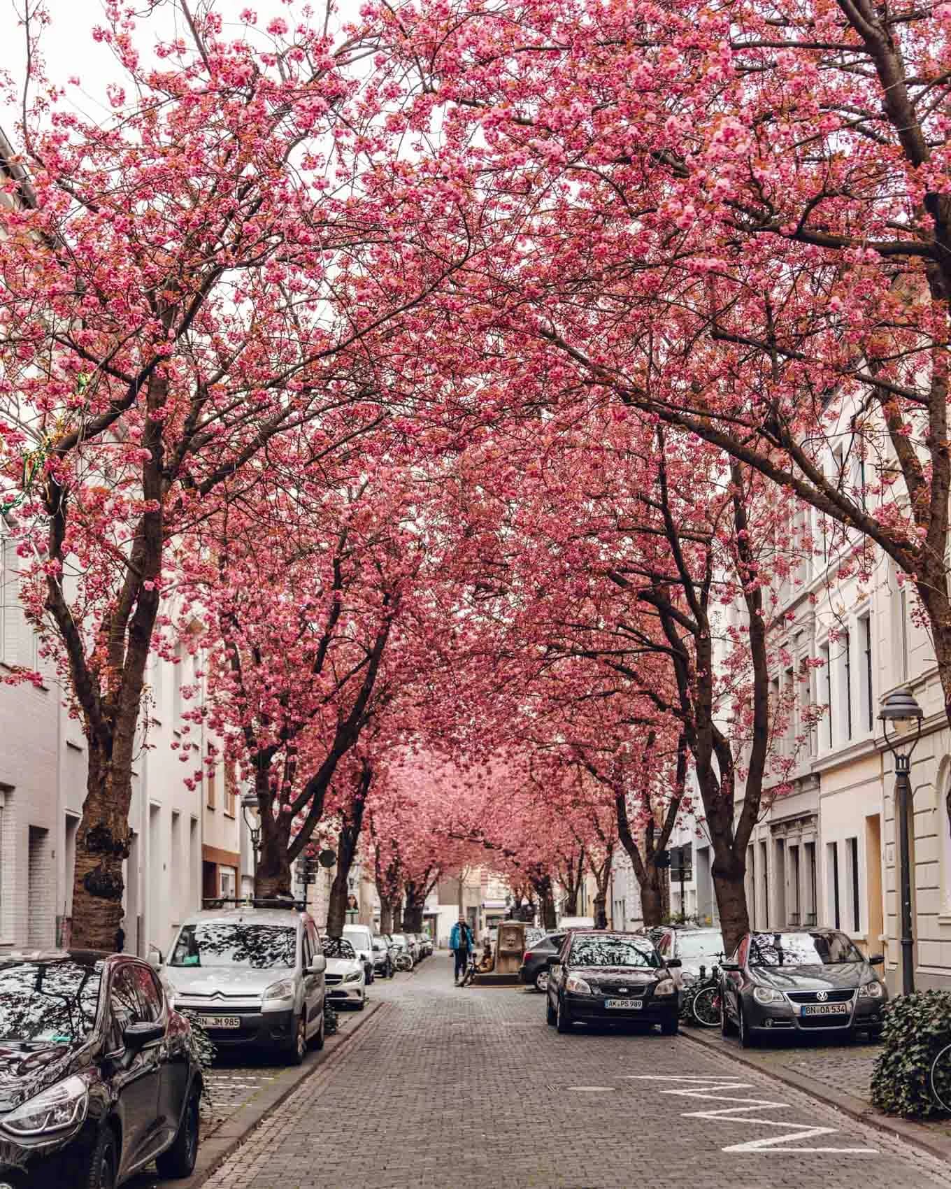 Cherry Blossom Avenue