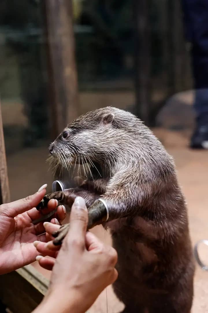 Otter Encounters