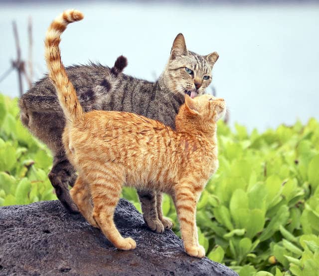 Local Feline Friends