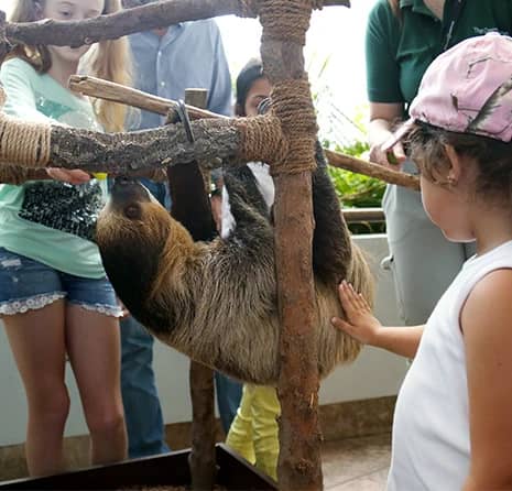 Sloth Encounters