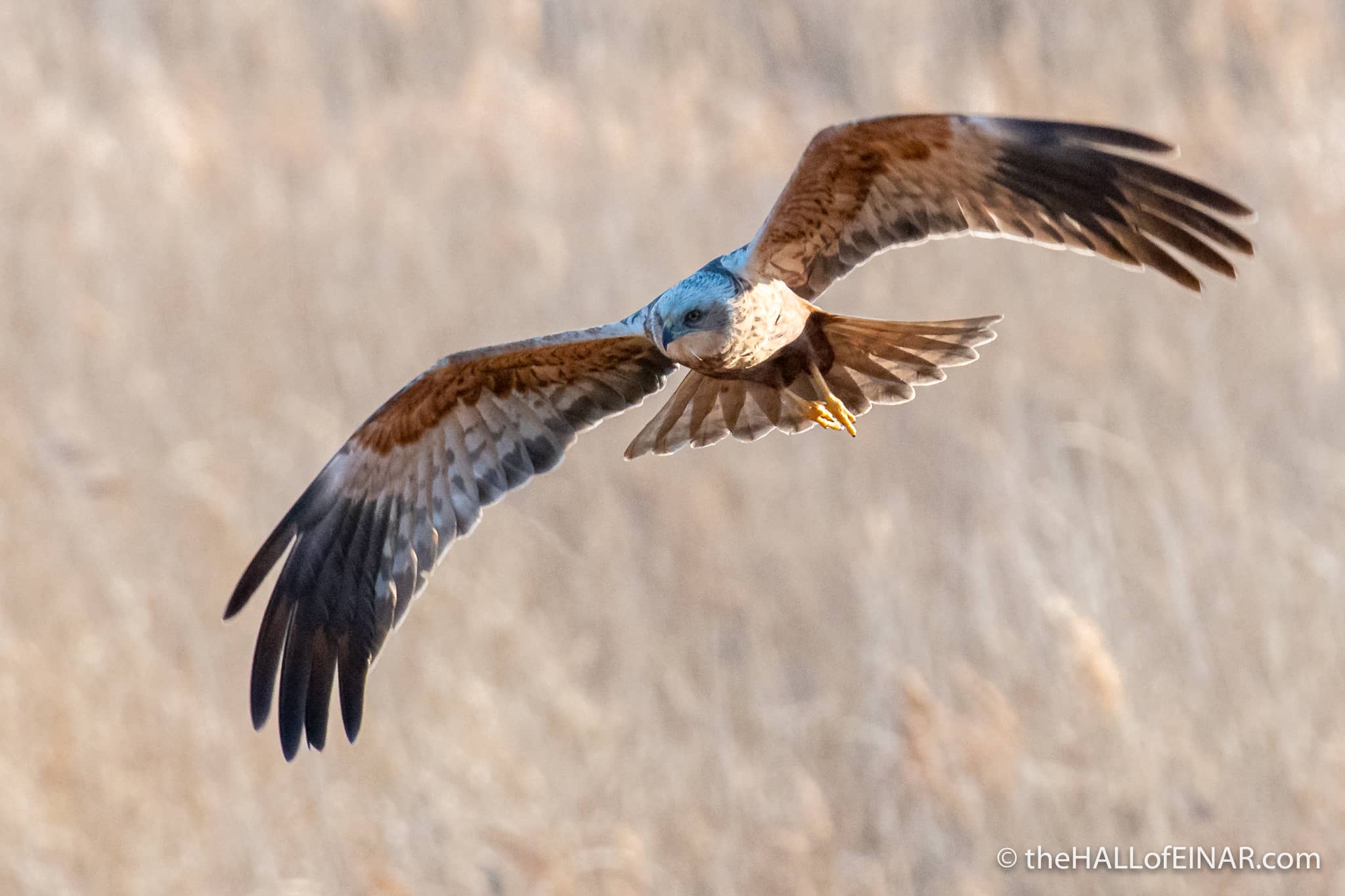 Marsh Harrier Sightings