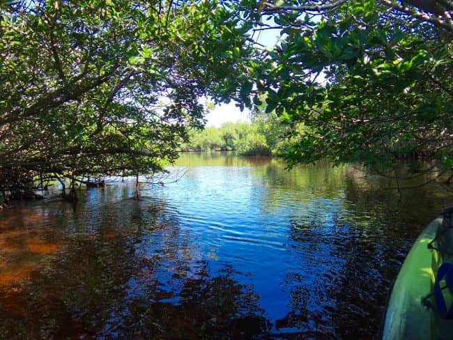 Kayaking the Mangroves