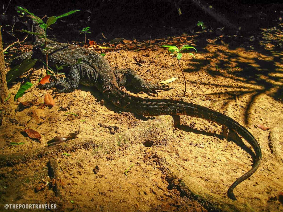 Biodiversity of the Park