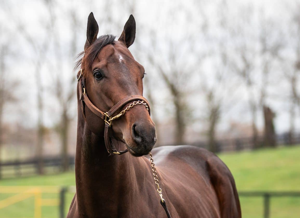 Elite Thoroughbred Stallions