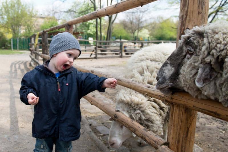 Petting Zoo & Playground