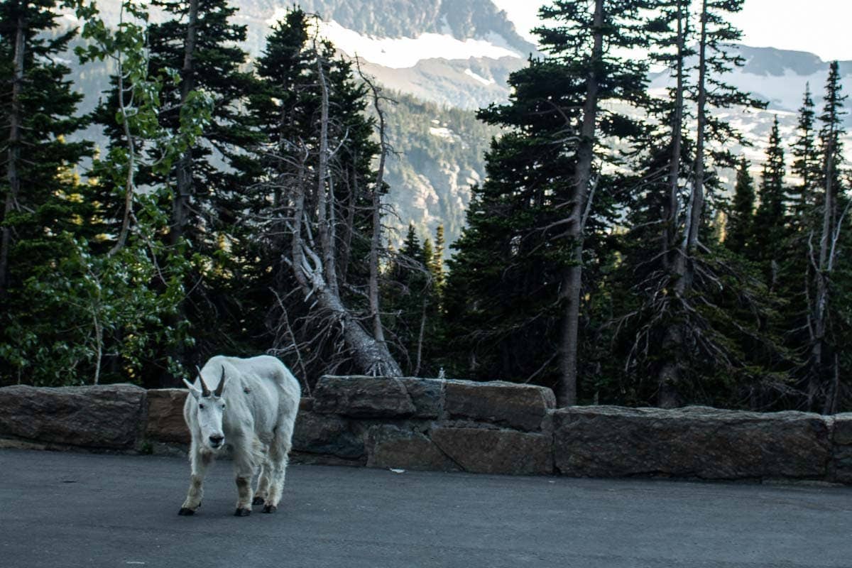 Mountain Goat Encounters