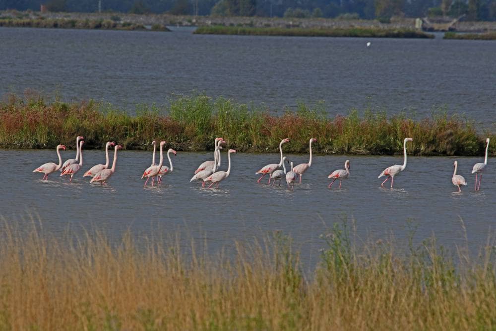 Valleys of Comacchio