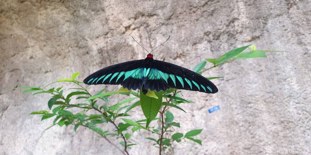 Free-Flying Butterflies