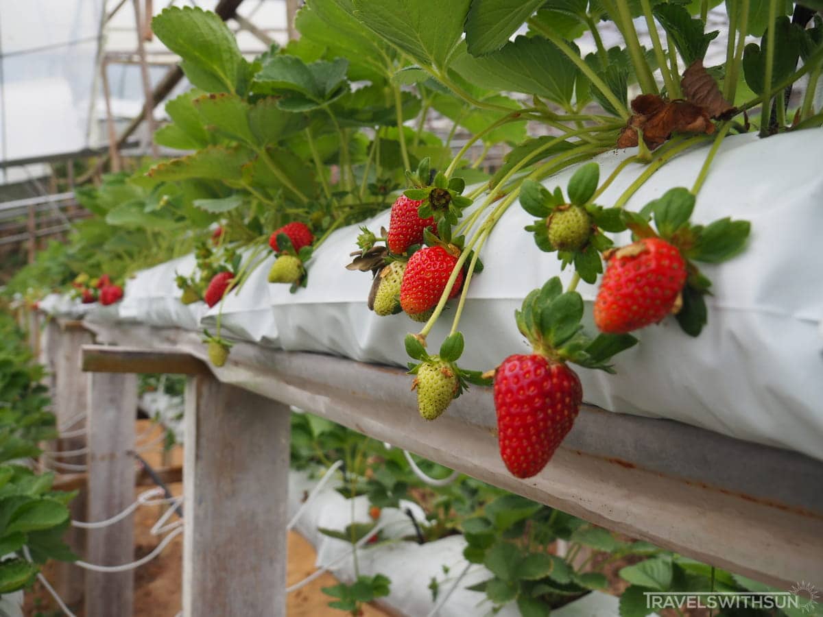 Freshly Picked Strawberries