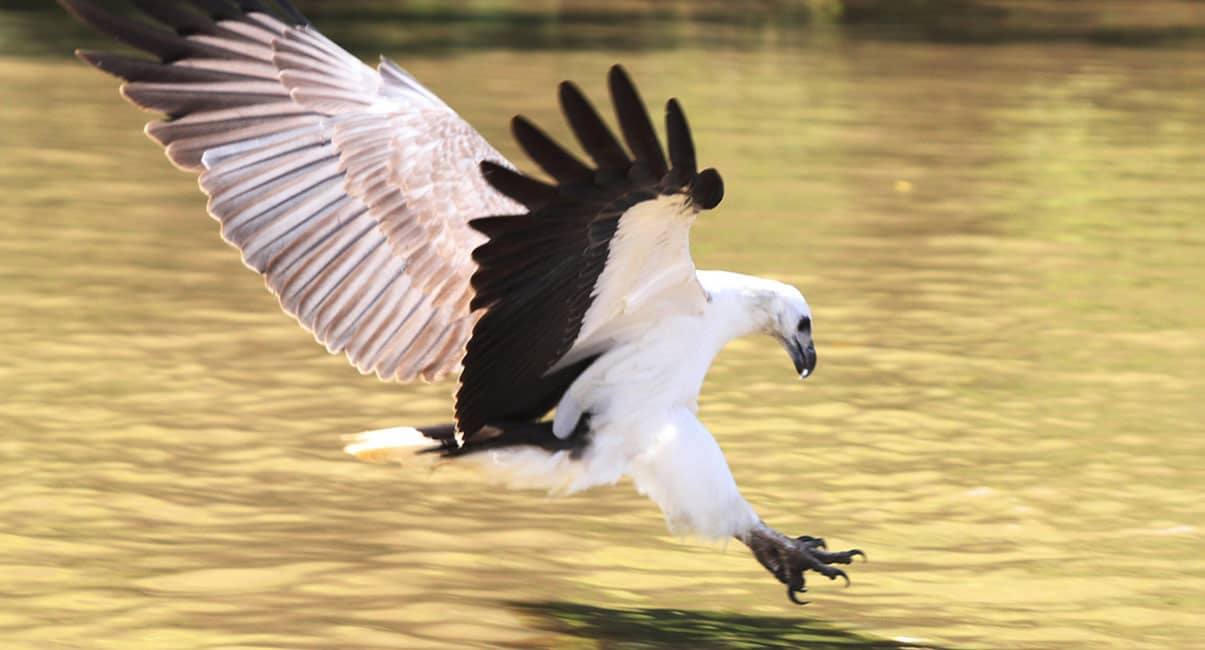 Birdwatching Paradise