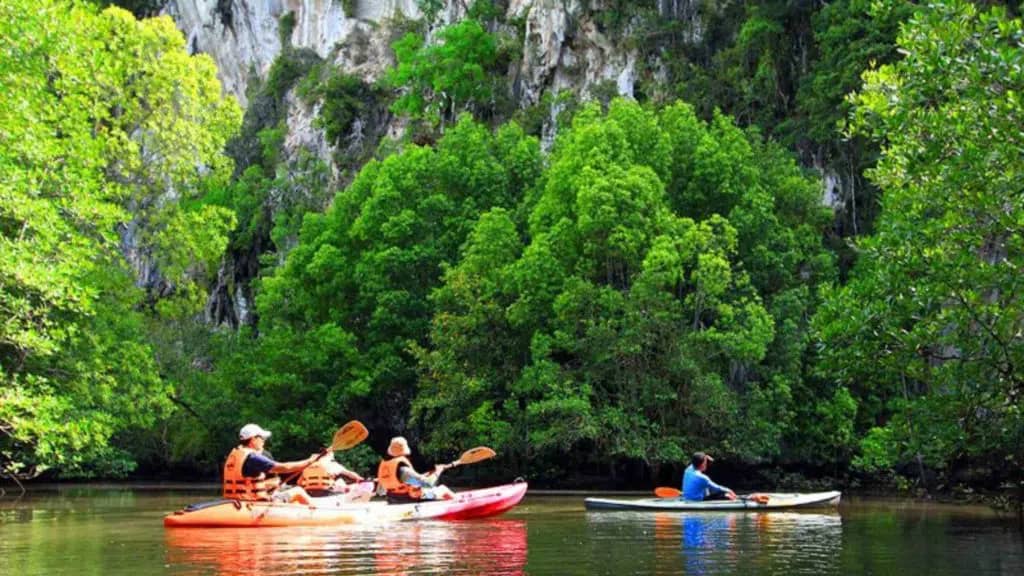 Lush Mangrove Forests