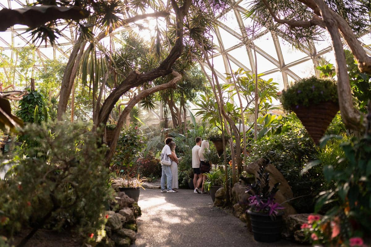 Lush Tropical Flora