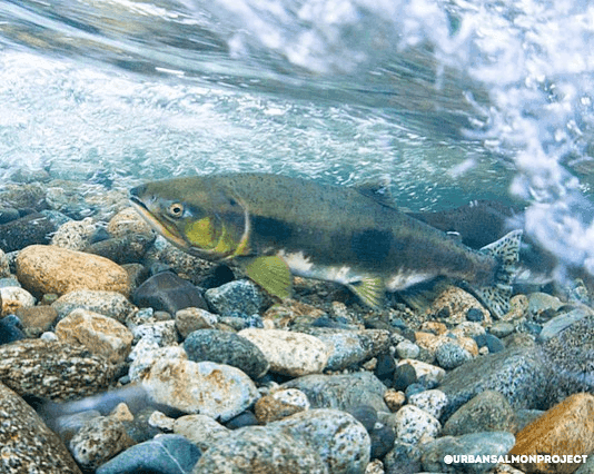 Salmon Hatchery