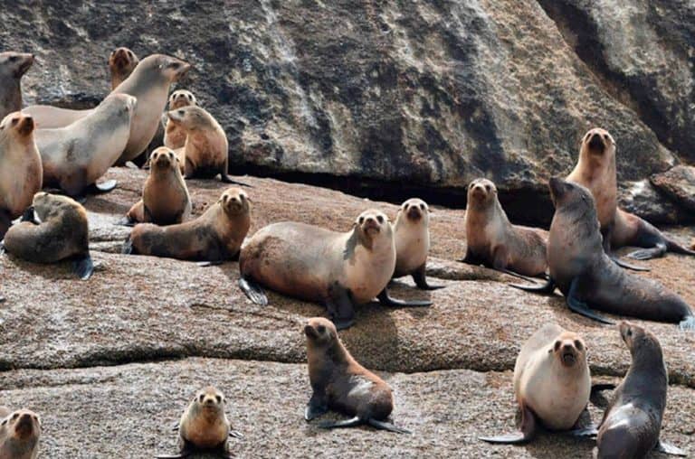 Seal Spotting