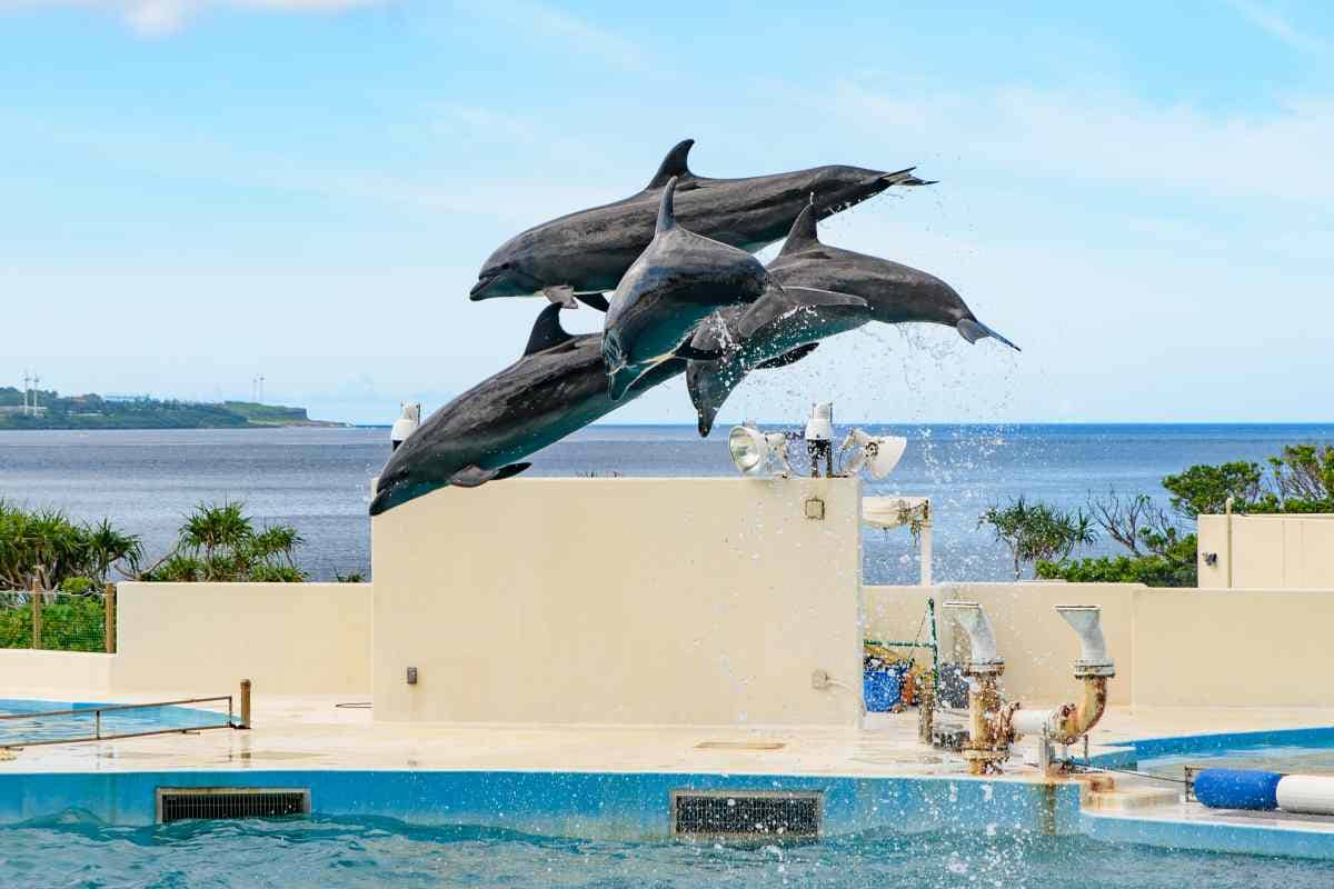 Dolphin Lagoon