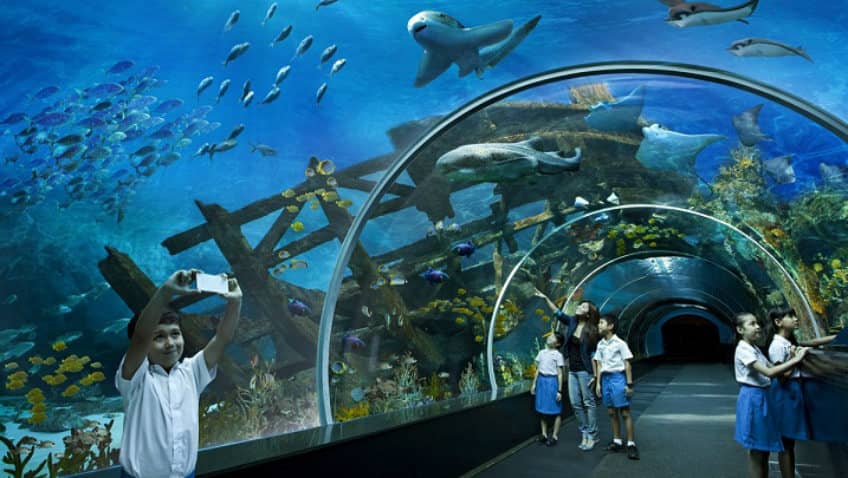 Marine Life Collection