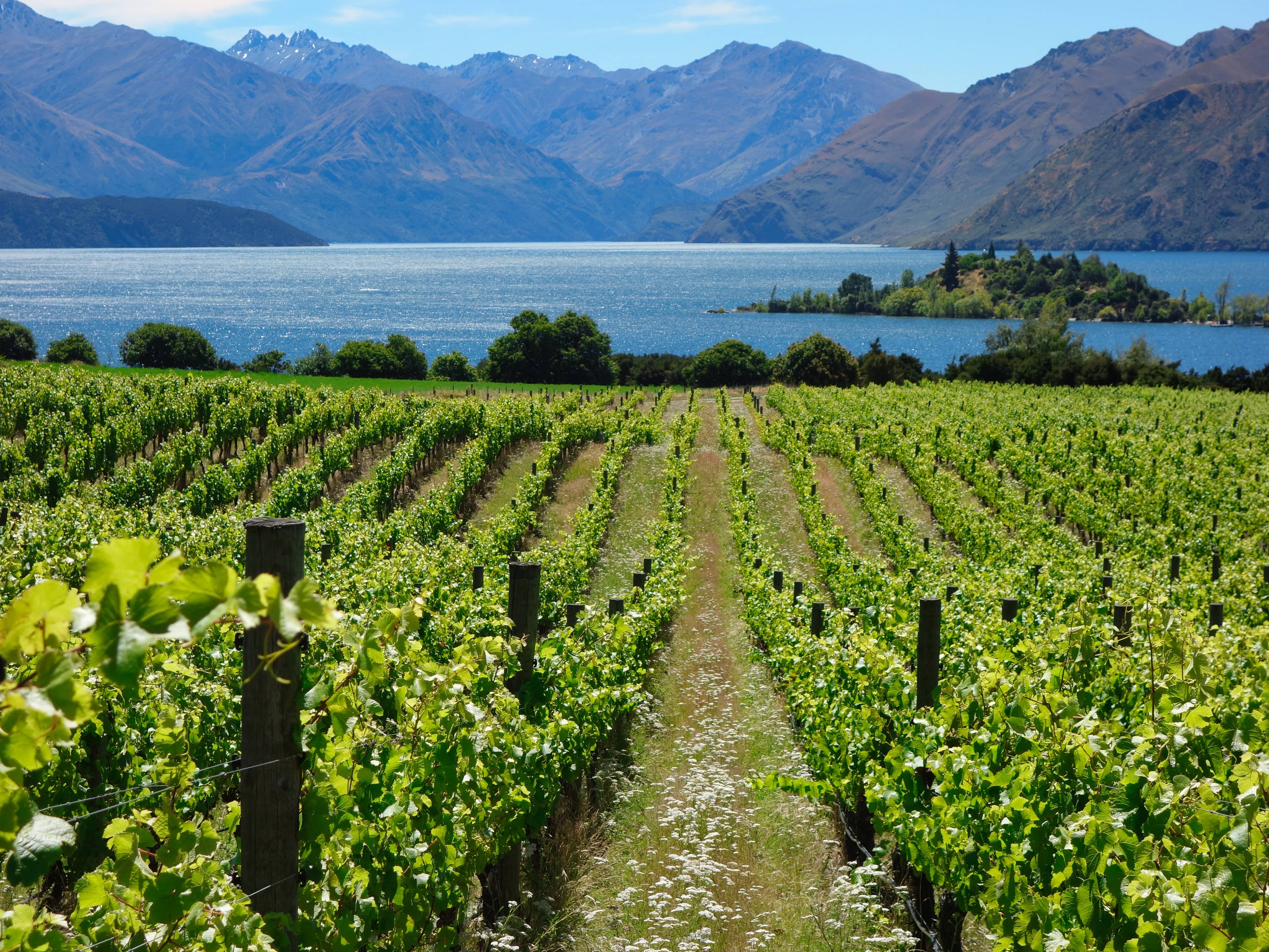 Historic Family Vineyard