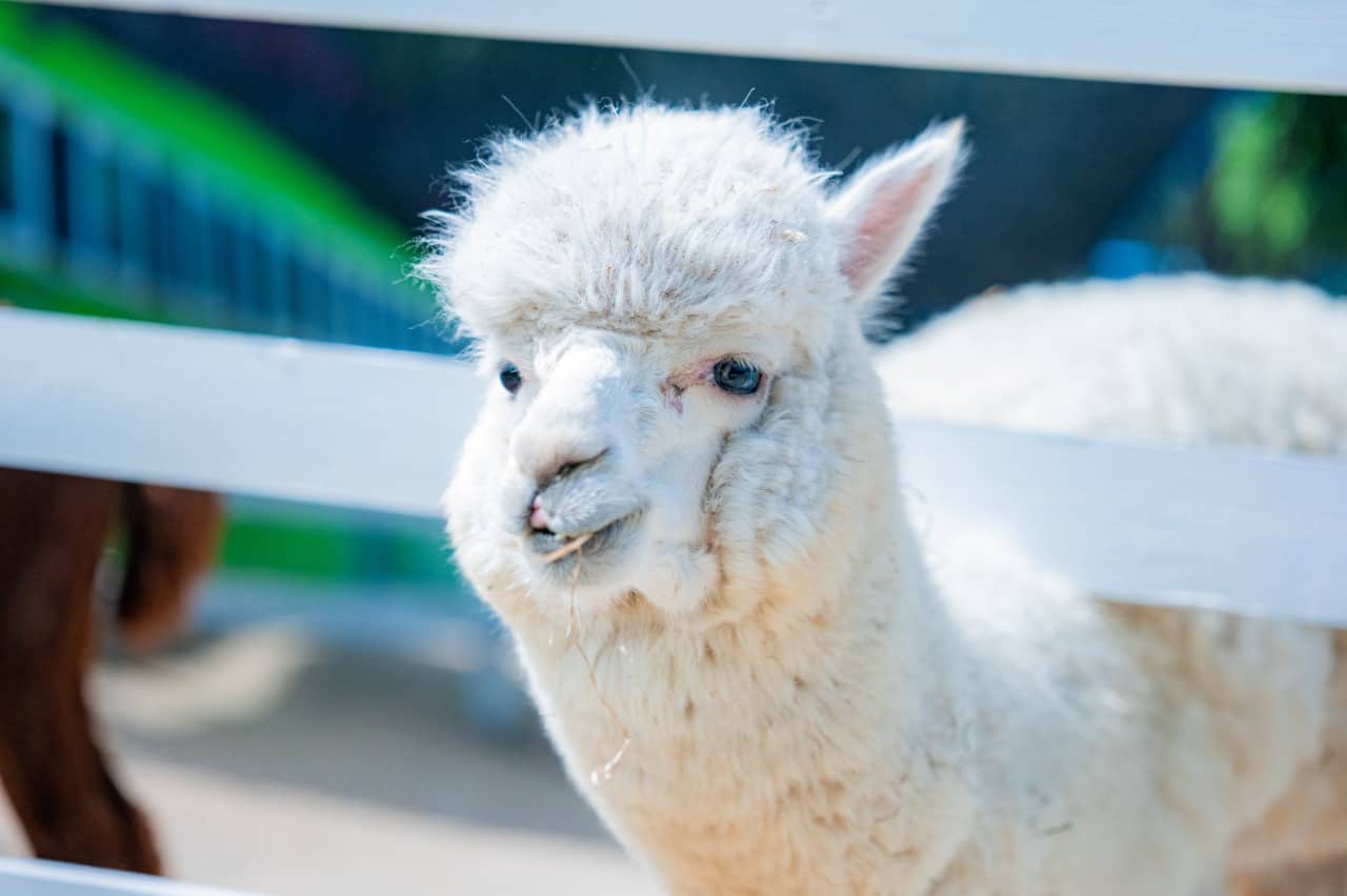 Alpaca Encounters