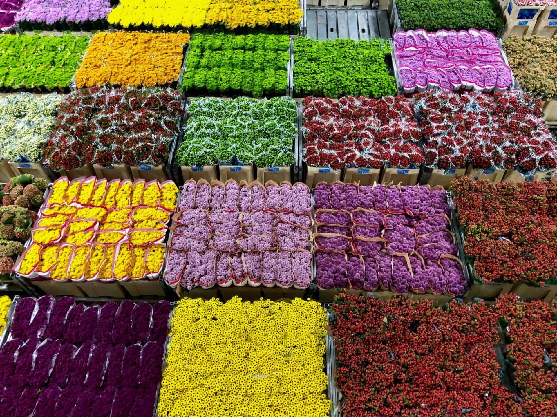 Global Flower Trade
