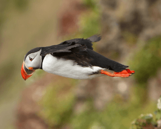 Puffin Sightings