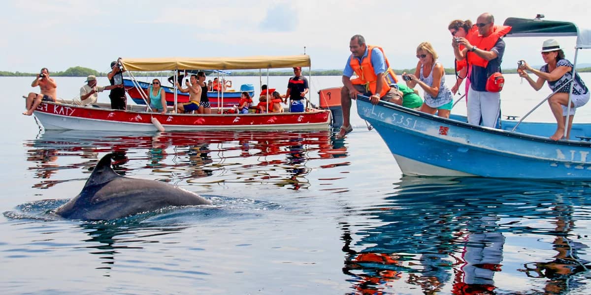 Dolphin Watching Tour
