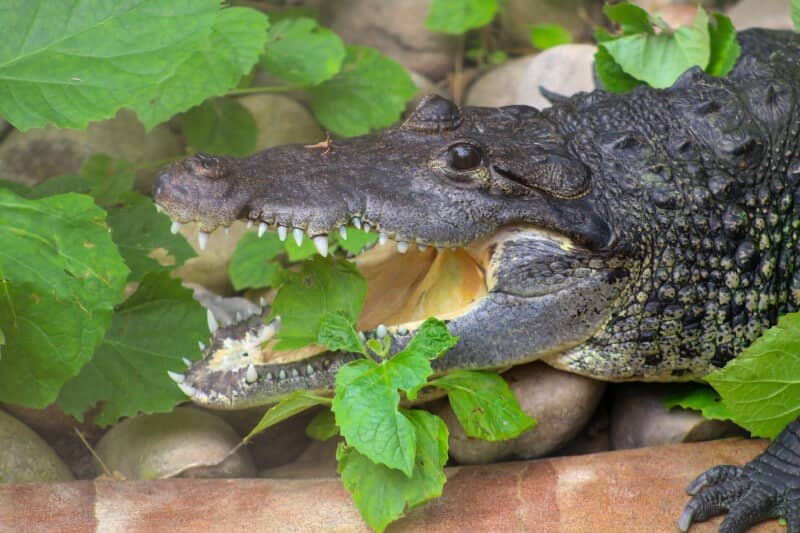 Reptile Encounters