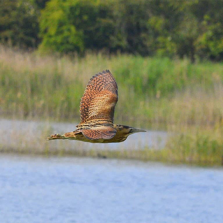 Bird Hides and Ponds