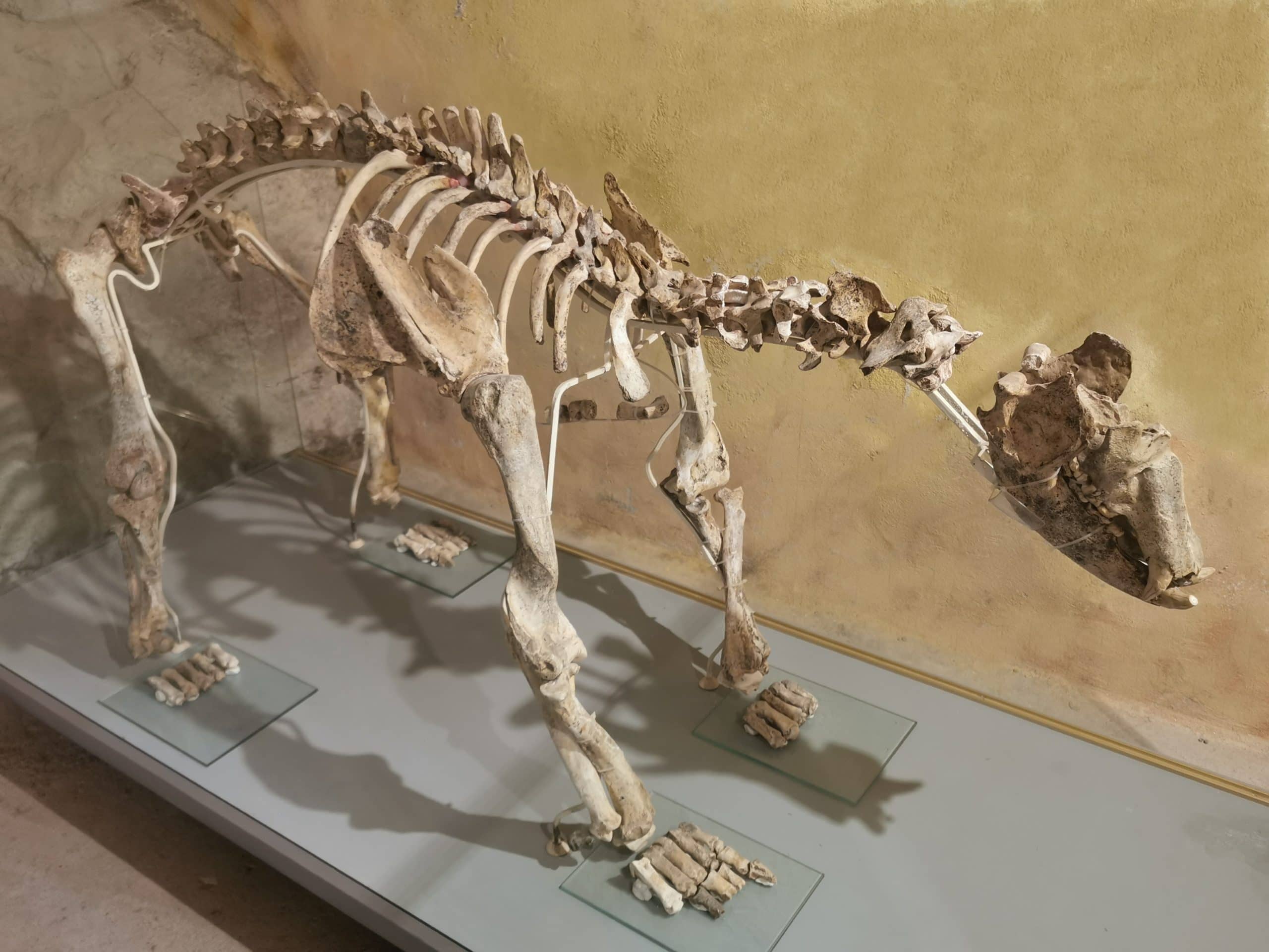 Fossil and Mineral Displays