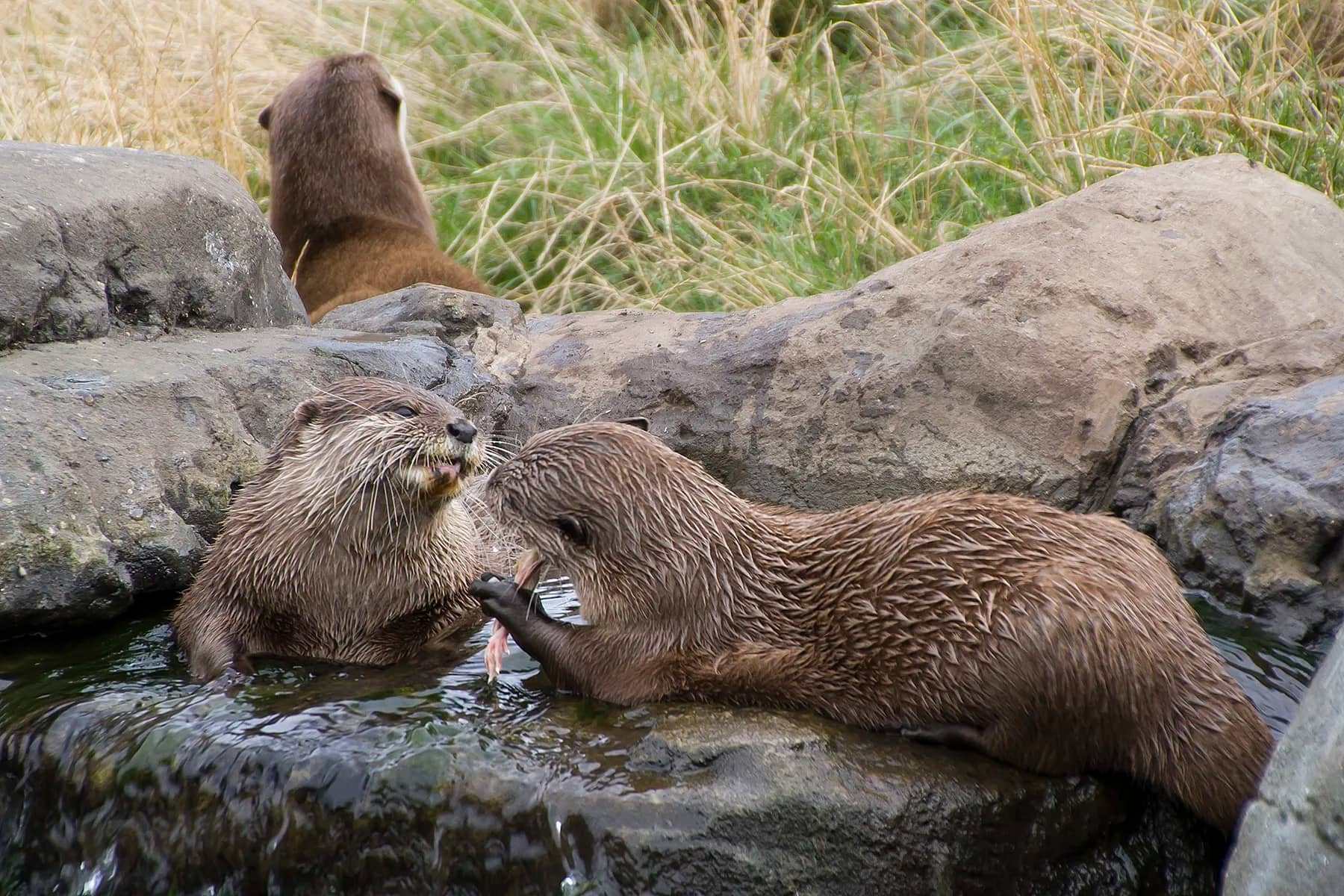 Otter Exhibit