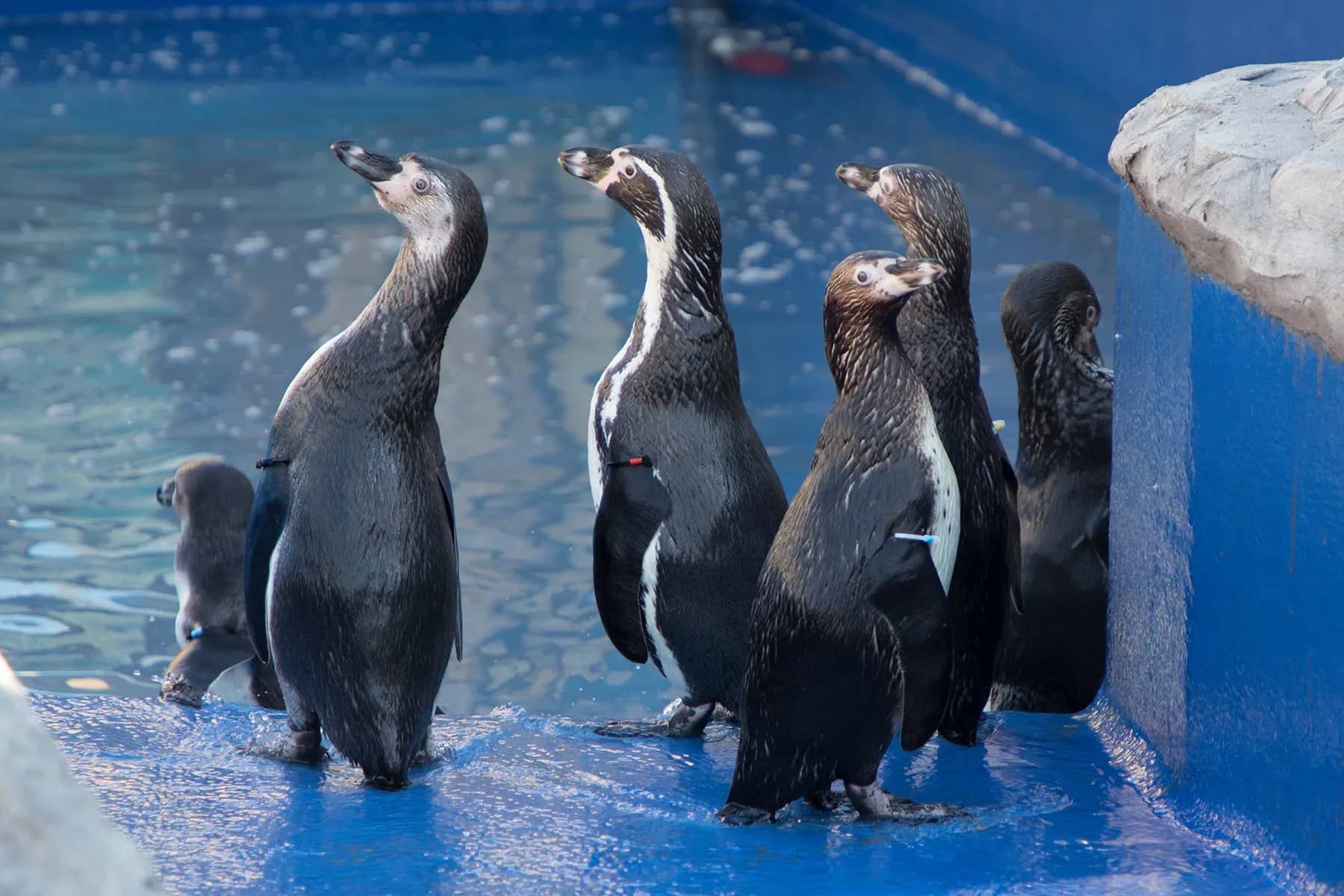 Penguin Colony