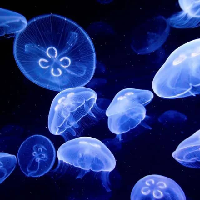 Jellyfish Zone