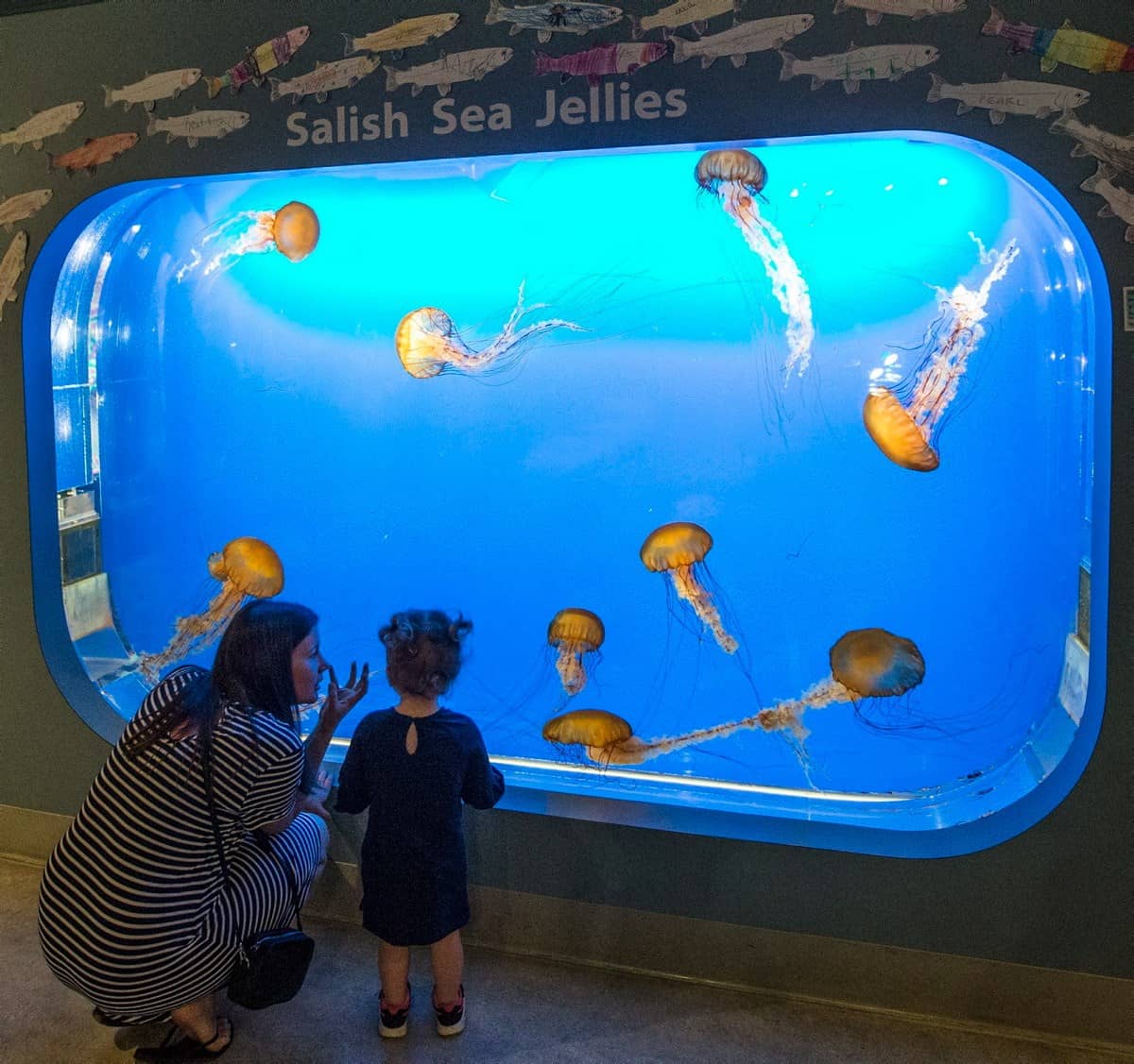 Jellyfish Tank
