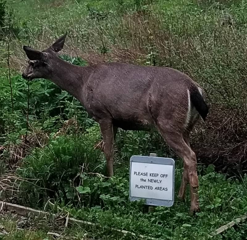 Deer Sightings