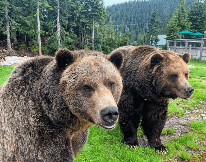 Grizzly Bear Habitat