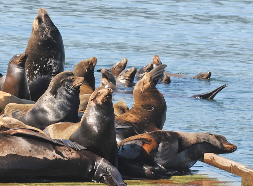 Seal Spotting