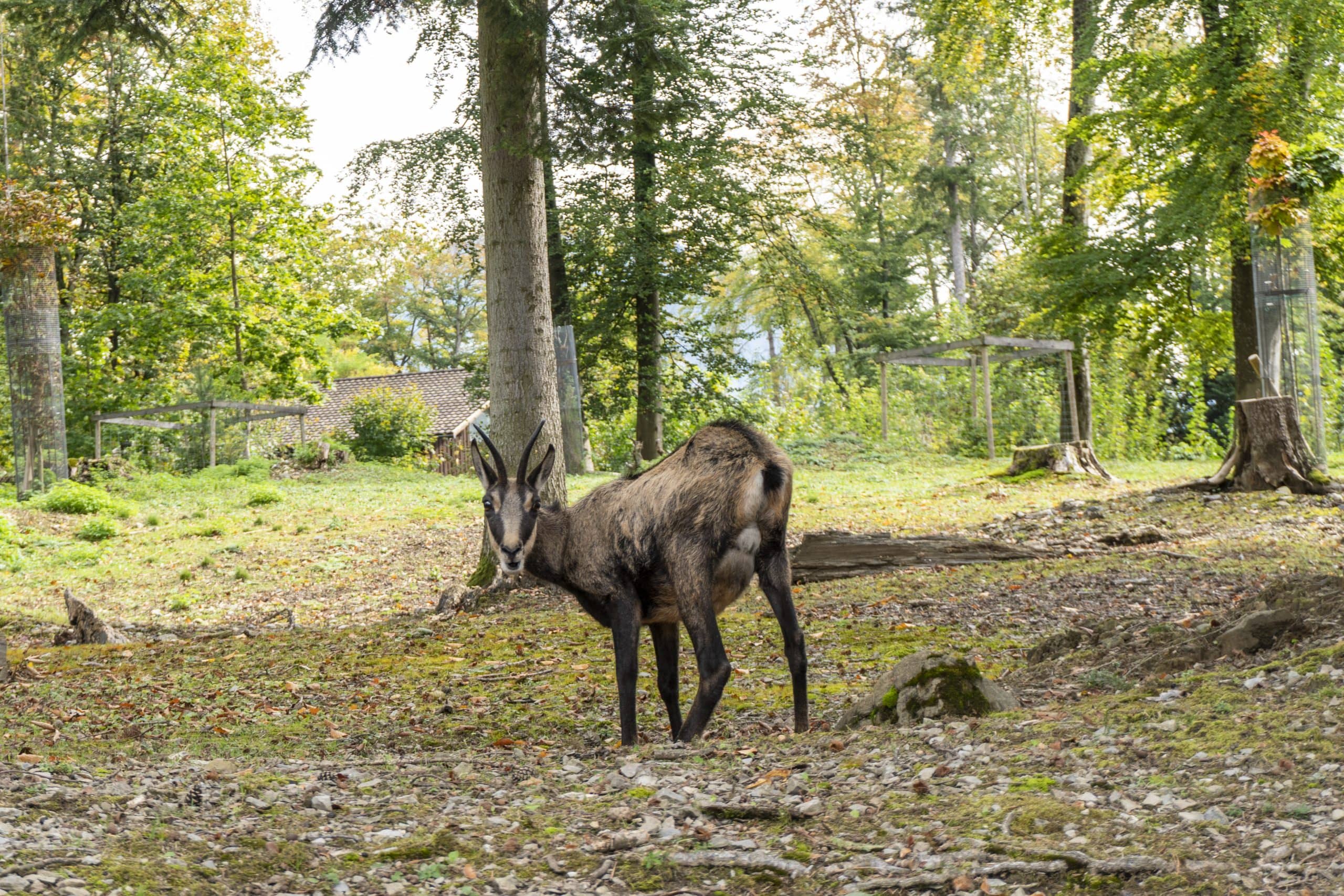 Wildpark Feldkirch