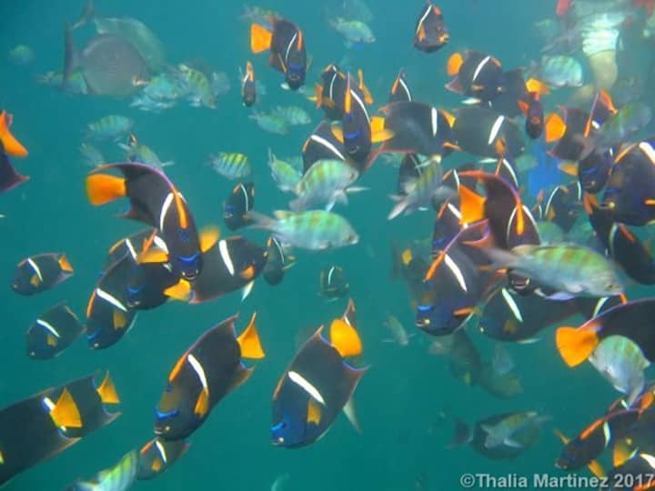 Vibrant Underwater World