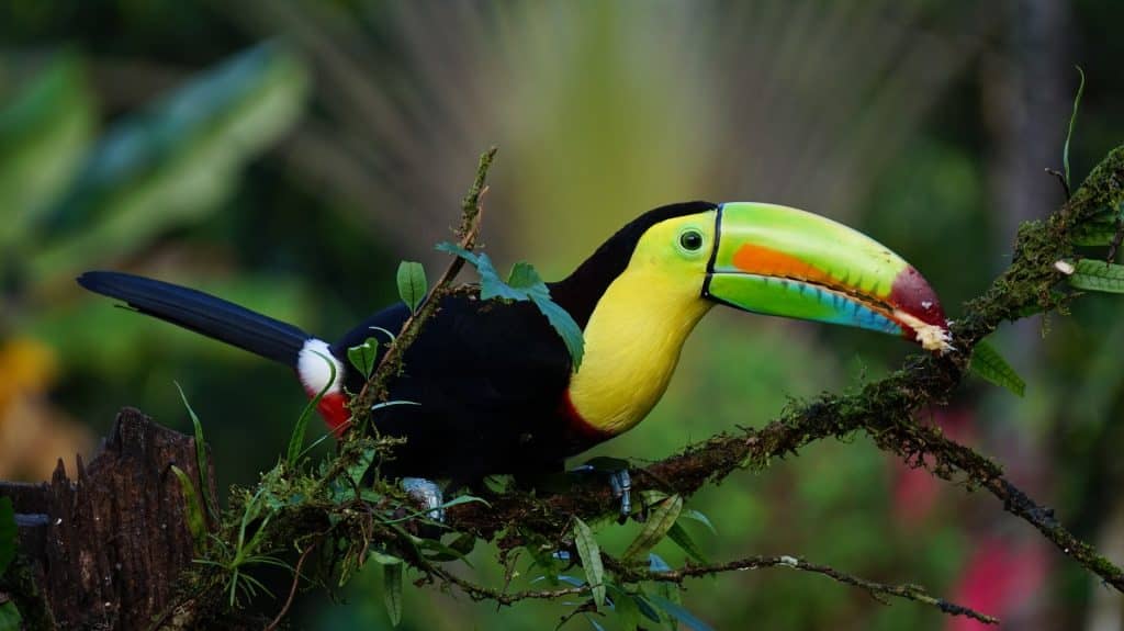 Birdwatching Paradise