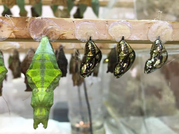 Insectarium Wonders