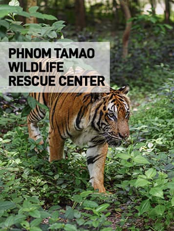 Diverse Wildlife Encounters