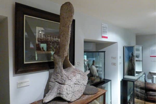 Fossil & Archaeological Finds