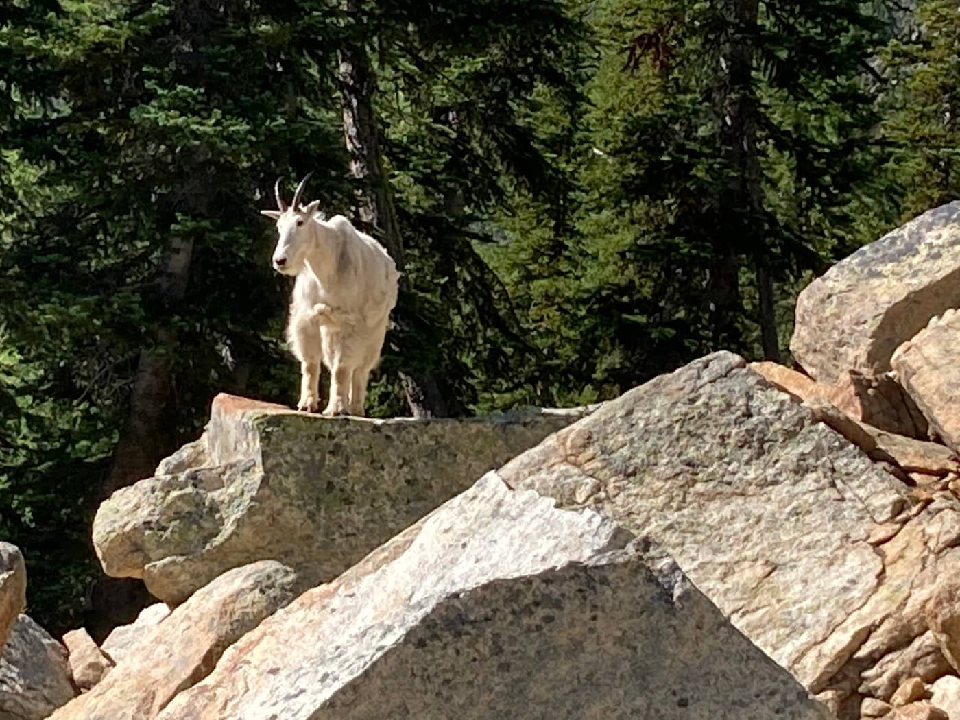 Mountain Goat Sightings